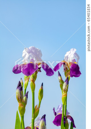 German iris German iris 65401834