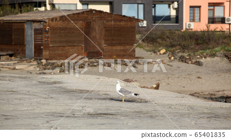 A curious seagull stands on the sea breakwater A curious seagull stands on the sea breakwater 65401835