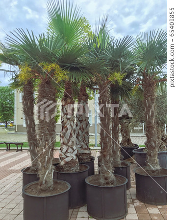 Palm trees placed on the promenade in Pomorie Palm trees placed on the promenade in Pomorie 65401855