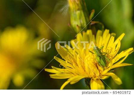 蚱蜢幼蟲 65401972