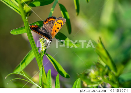 Lycaena phlaeas 65401974