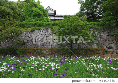 舞鶴公園的虹膜 65402110