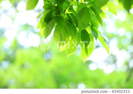 Image of fresh green, early summer, environment, eco 65402353
