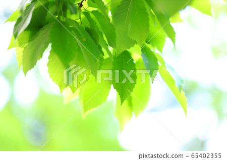Image of fresh green, early summer, environment, eco Image of fresh green, early summer, environment, eco 65402355