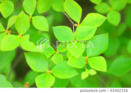 Image of fresh green, early summer, environment, eco Image of fresh green, early summer, environment, eco 65402356