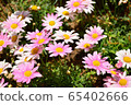 Pink flowers 65402666