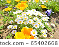 Flowers 65402668