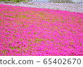 Moss phlox  65402670