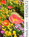 Poppy 65402672