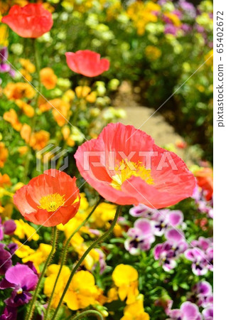 Poppy 65402672