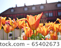 Tulip 65402673