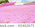 Moss phlox  65402675
