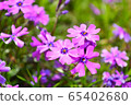 Flowers 65402680