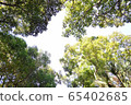 Woods	 65402685