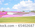 Moss phlox  65402687