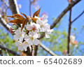 Cherry Blossoms	 65402689