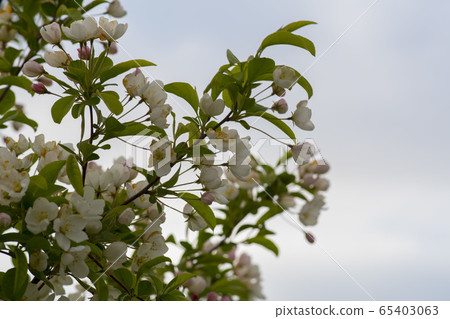花蘋果 花蘋果 65403063