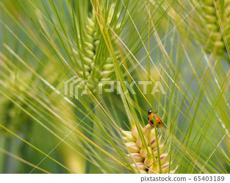 Barley ears and ladybird Barley ears and ladybird 65403189