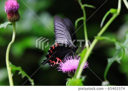 黑色swallowtail蝴蝶 黑色swallowtail蝴蝶 65403374