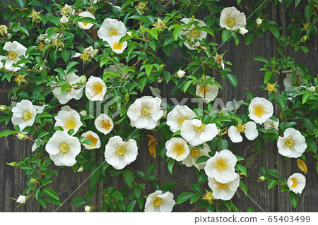 White Nani Waibara flower White Nani Waibara flower 65403499