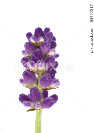 English lavender 65403517