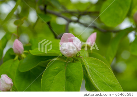 Quince tree 65403595