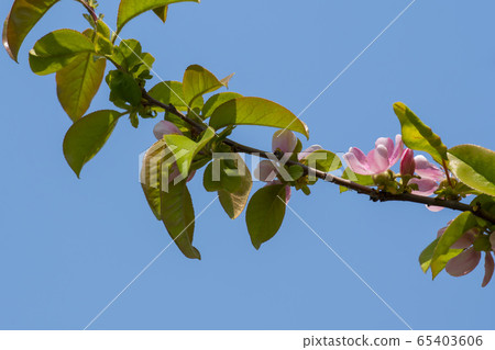 Qu tree樹 Qu tree樹 65403606
