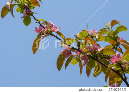 Qu tree樹 Qu tree樹 65403615