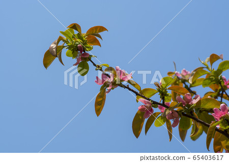 Qu tree樹 Qu tree樹 65403617