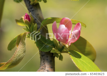 Quince tree Quince tree 65403623
