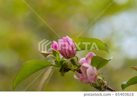 Quince tree Quince tree 65403628