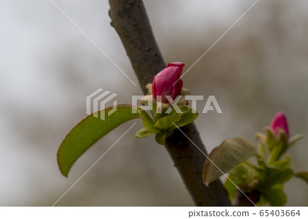 Qu tree樹 65403664