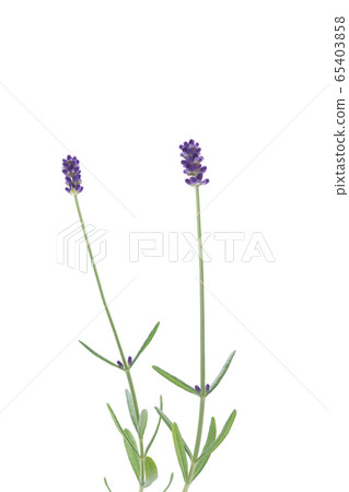 English lavender 65403858