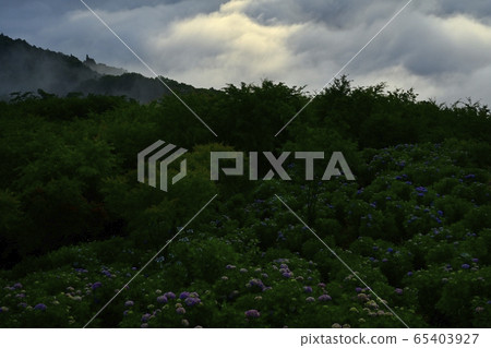Minoyama Park Hydrangea Garden at the summit and the sea of clouds over the morning sun Minoyama Park Hydrangea Garden at the summit and the sea of clouds over the morning sun 65403927