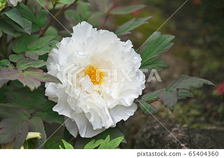 白色按鈕花 65404360