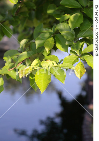 Image of spring Fresh green vertical position 65404542