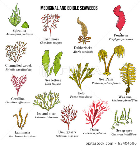 Big collection of edible and medicinal seaweeds 65404596