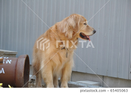 金毛獵犬 65405063