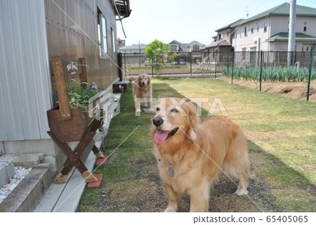 黃金玩狗跑 65405065