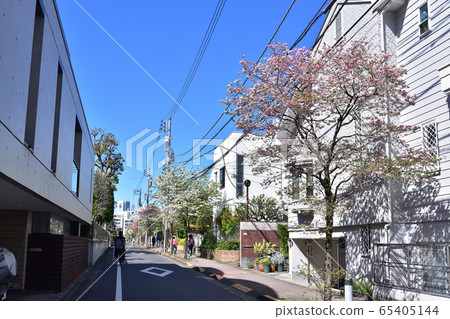 Street trees of Komaba street and dogwood in Komaba, Meguro-ku 65405144