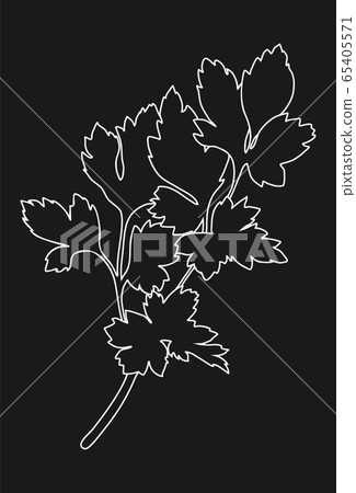 Parsley isolated on black background. Outline vector illustration 65405571