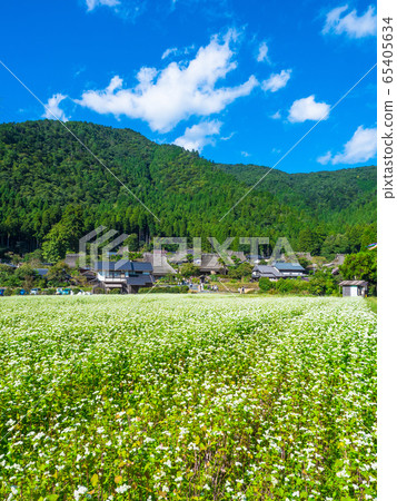 Buckwheat flower and Miyama Seki no Sato 65405634