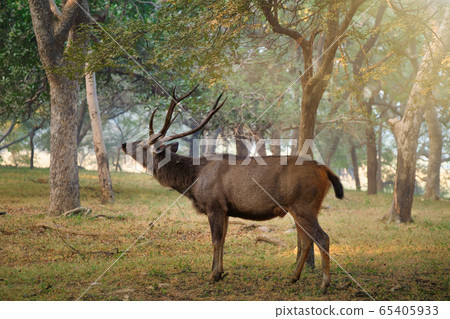 Male sambar Rusa unicolor deer in Ranthambore National Park, Rajasthan, India 65405933