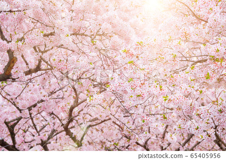 Blooming sakura cherry blossom Blooming sakura cherry blossom 65405956