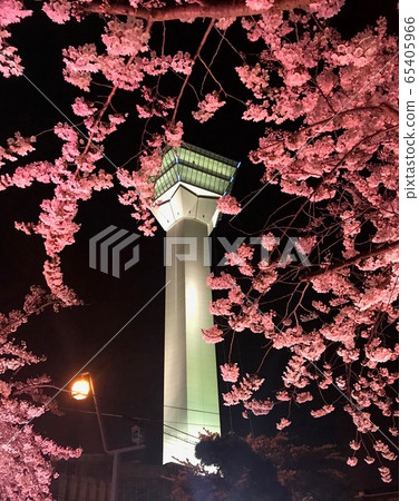 北海道函館市五棱郭公園夜間的櫻花 北海道函館市五棱郭公園夜間的櫻花 65405966