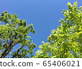 Fresh green tree 65406021