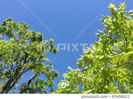 Fresh green tree 65406021