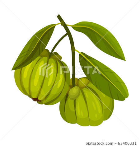 Garcinia Cambogia Fruit with Oblong Green Leaves Vector Illustration Garcinia Cambogia Fruit with Oblong Green Leaves Vector Illustration 65406331