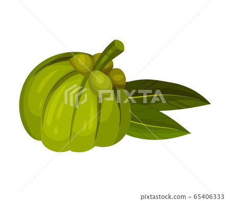 Garcinia Cambogia Fruit with Oblong Green Leaves Vector Illustration Garcinia Cambogia Fruit with Oblong Green Leaves Vector Illustration 65406333