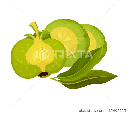 Sliced Garcinia Cambogia Fruit Looking Like Small Green Pumpkin Vector Illustration Sliced Garcinia Cambogia Fruit Looking Like Small Green Pumpkin Vector Illustration 65406335